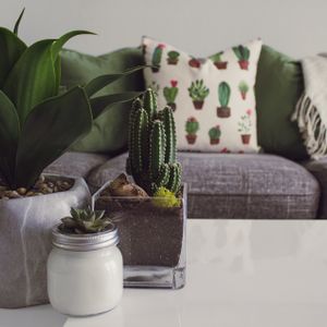Saksı Çiçekleri